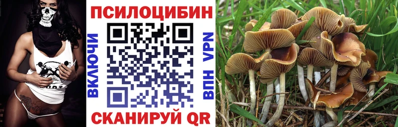 Купить закладки  Алейск  Псилоцибиновые грибы мицелий 